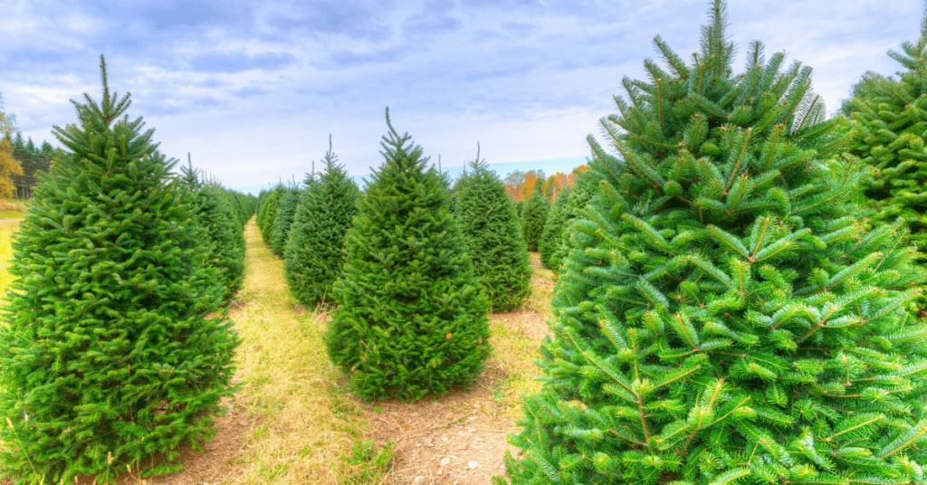 Christmas-Tree-Facts-Tree-Farm