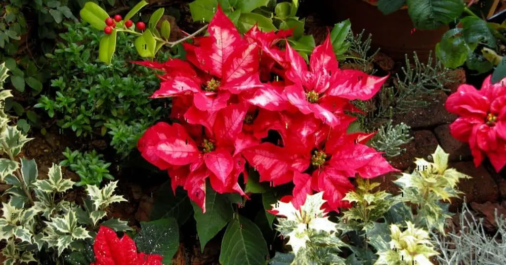 Christmas Plants and Flowers