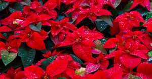 Poinsettia Plants - How to Look After Poinsettia