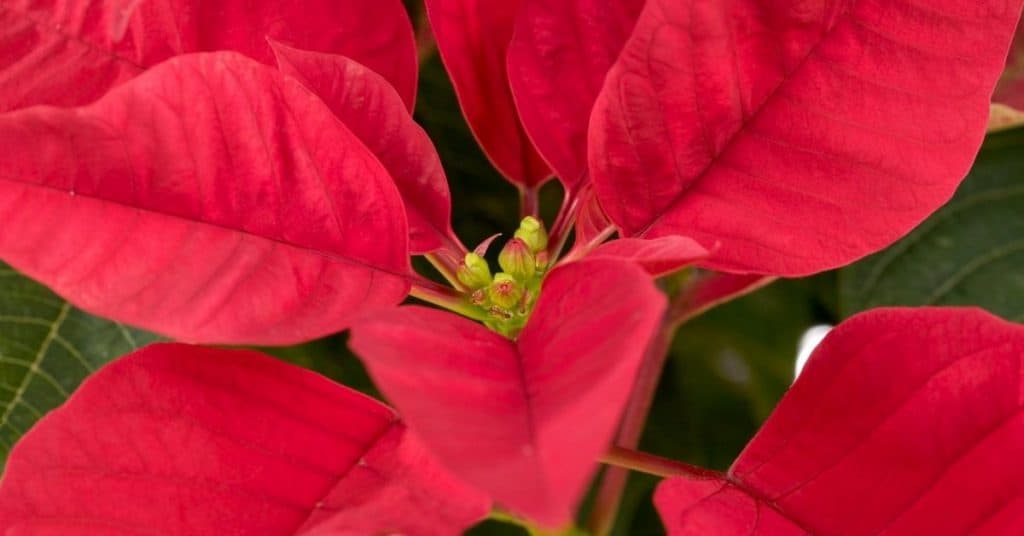 Red Poinsettia Plant with Flowers - How to Look After Poinsettia