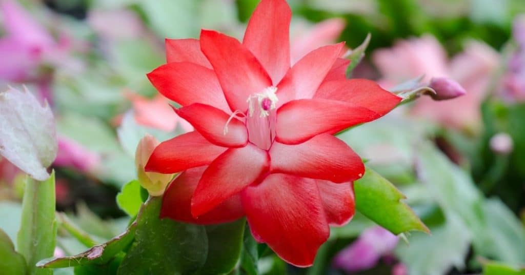 Red Christmas Cactus - Open for Christmas