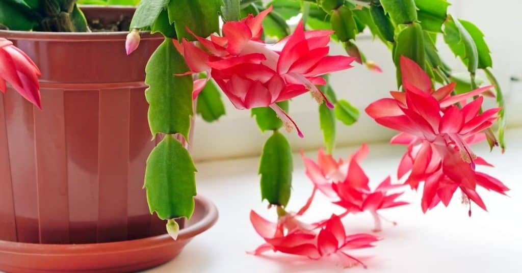 Types of Christmas Cactus and All The Christmas Cactus Colors - Open for Christmas